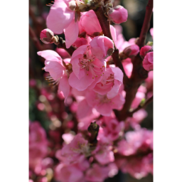 ŐSZIBARACK GYÜMÖLCSFA 1/4 STANDARD- PRUNUS PERSICA IN VARIETA 1/4 STANDARD