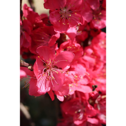 ŐSZIBARACK GYÜMÖLCSFA 1/4 STANDARD- PRUNUS PERSICA IN VARIETA 1/4 STANDARD