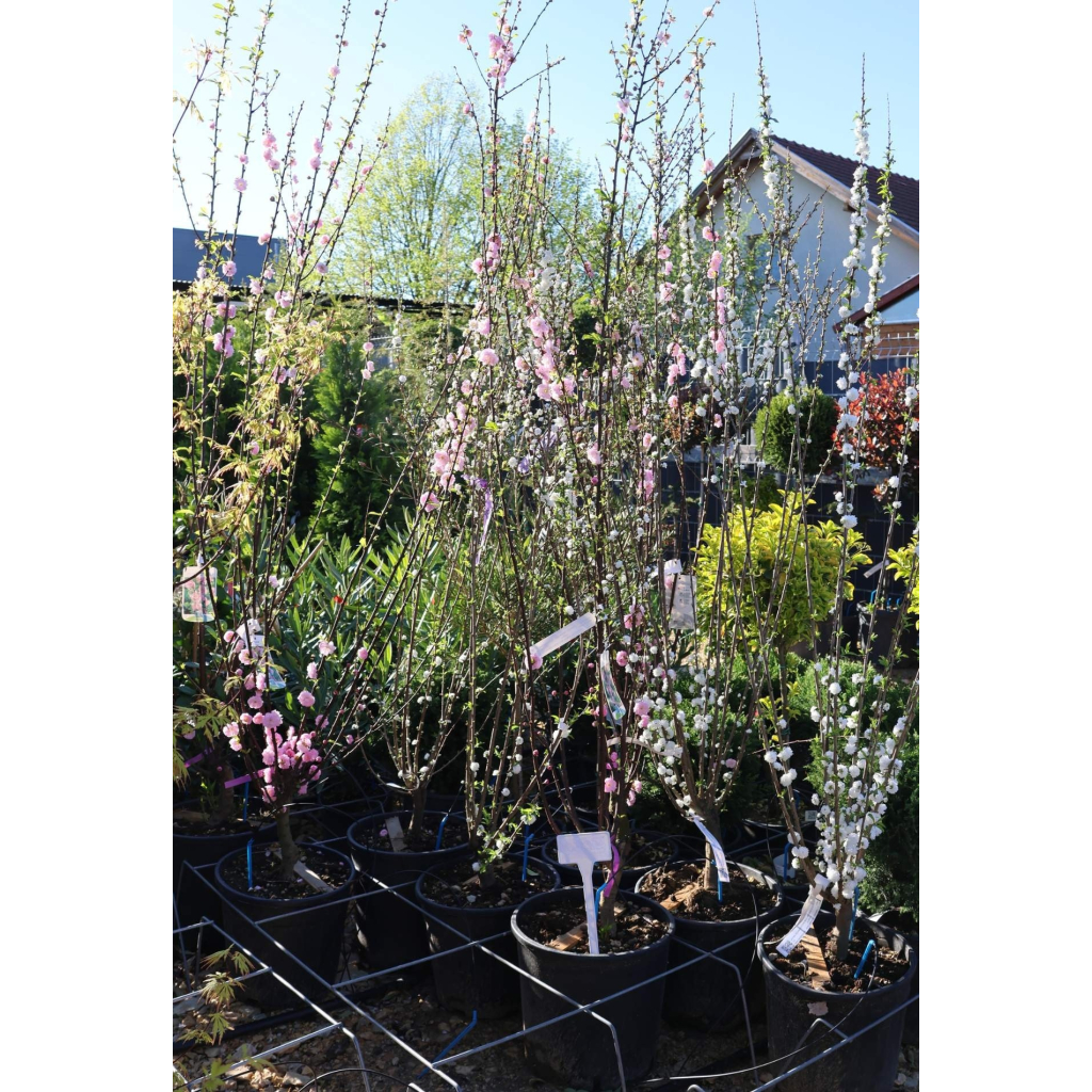 TELTVIRÁGÚ BABARÓZSA- PRUNUS TRILOBA BUSH