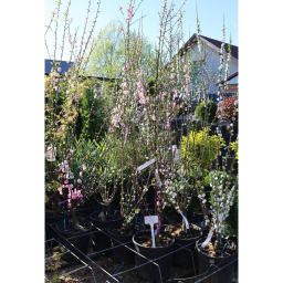 TELTVIRÁGÚ BABARÓZSA- PRUNUS TRILOBA BUSH