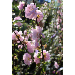 TELTVIRÁGÚ BABARÓZSA- PRUNUS TRILOBA BUSH