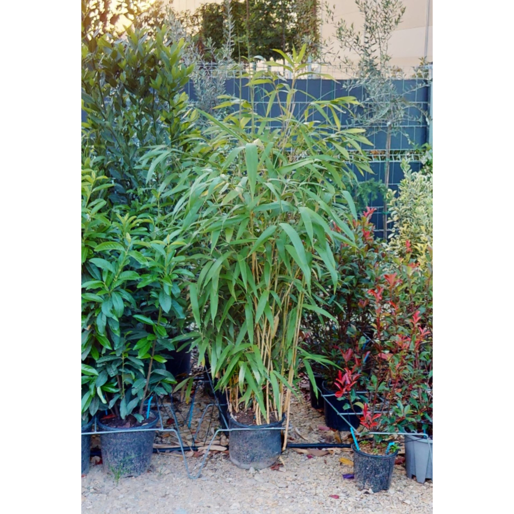 JAPÁN NYÍLBAMBUSZ- PSEUDOSASA JAPONICA (BAMBUSA METAKE) BUSH