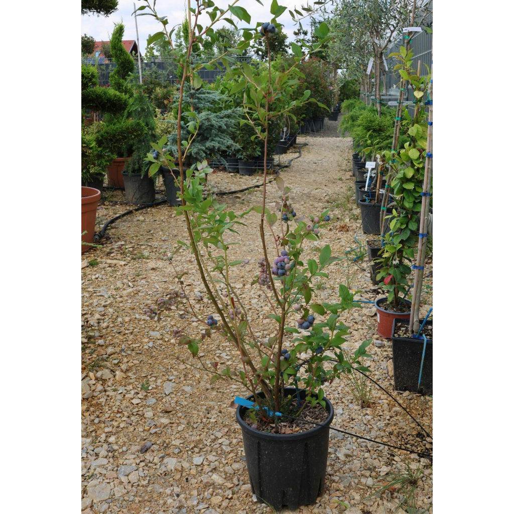 FÜRTÖS KÉK ÁFONYA- VACCINIUM CORYMBOSUM (MIRTILLO) BUSH