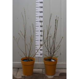 FÜRTÖS KÉK ÁFONYA- VACCINIUM CORYMBOSUM (MIRTILLO) BUSH