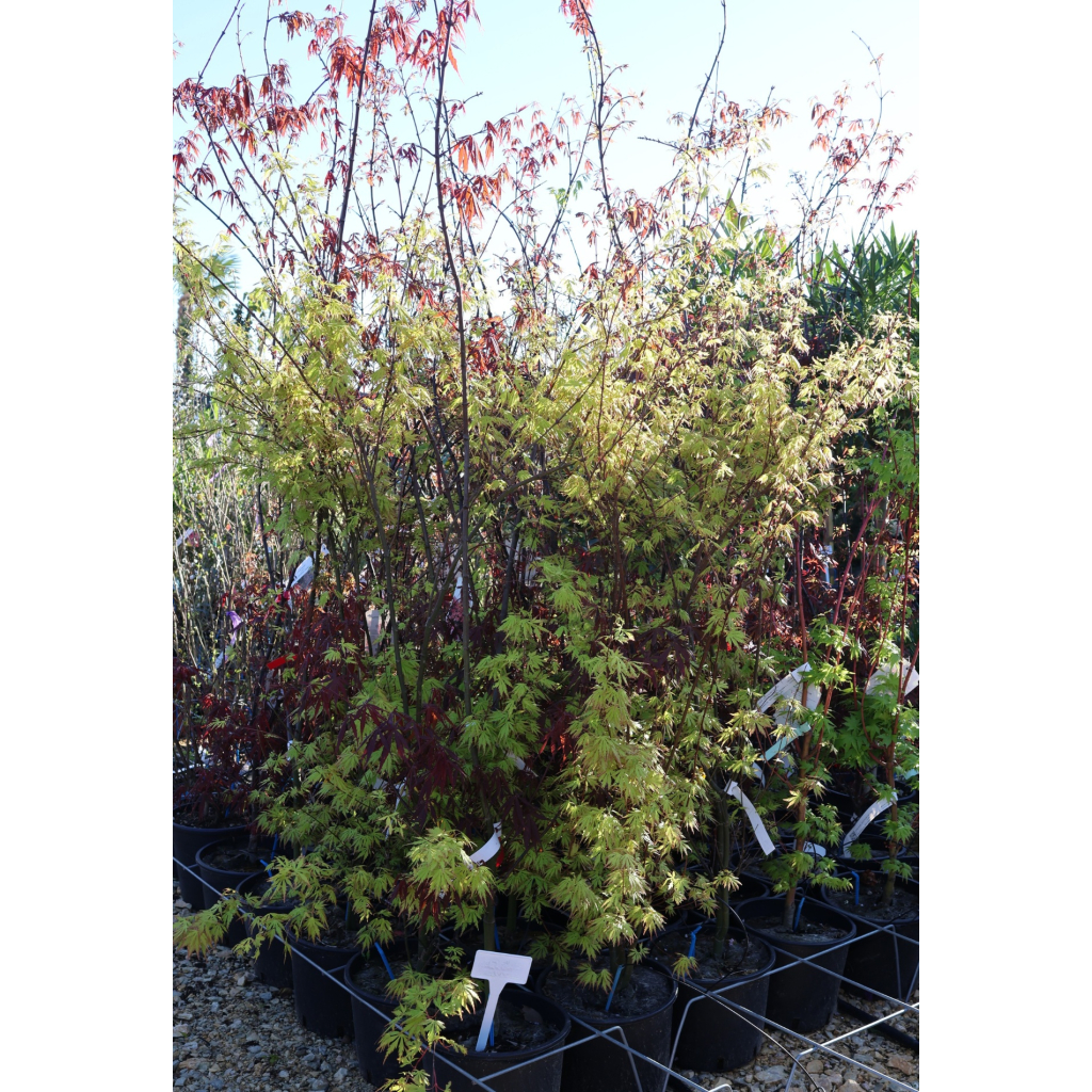 JAPÁN JUHAR - ACER PALMATUM BUSH