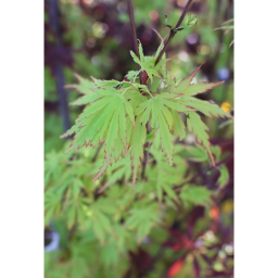 JAPÁN JUHAR - ACER PALMATUM BUSH
