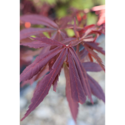 JAPÁN JUHAR - ACER PALMATUM BUSH