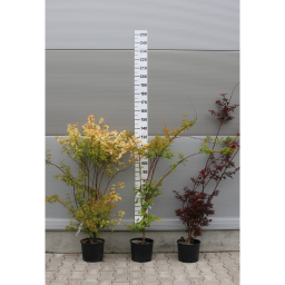 JAPÁN JUHAR - ACER PALMATUM BUSH