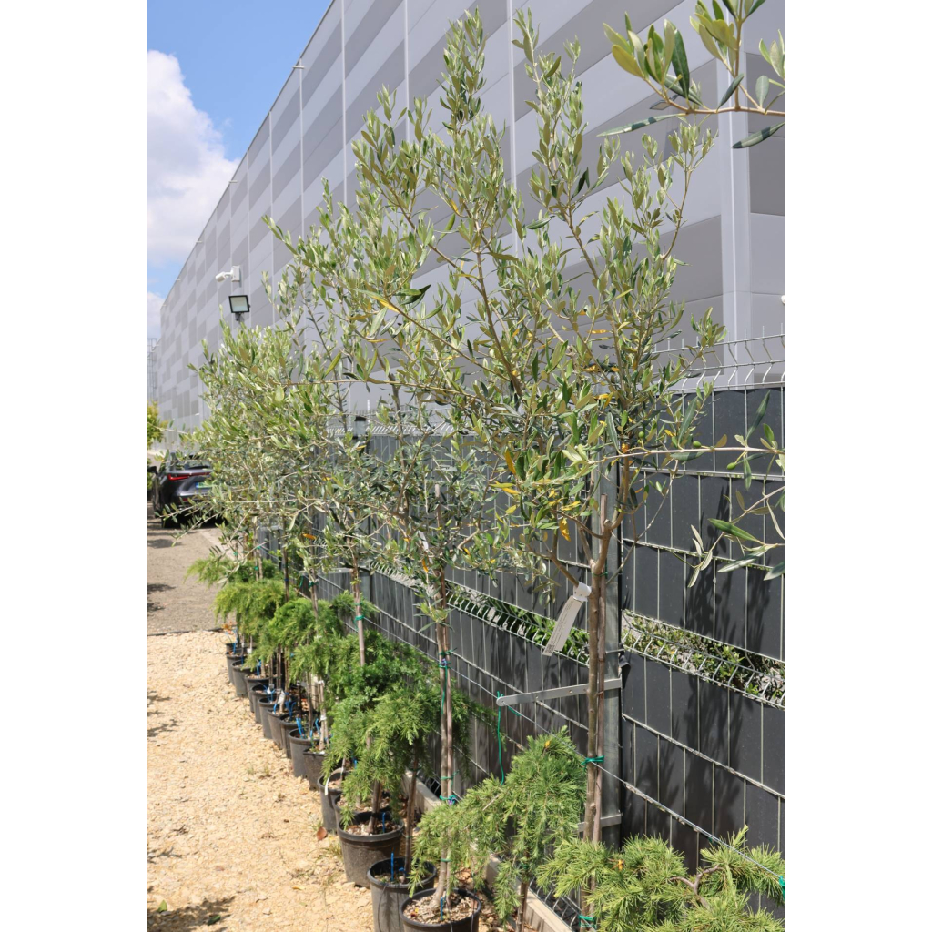 OLAJFA MAGASTÖRZSŰ 9/12L-OLEA EUROPAEA 1/2 STANDARD