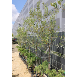 OLAJFA MAGASTÖRZSŰ 9/12L-OLEA EUROPAEA 1/2 STANDARD