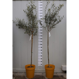 OLAJFA MAGASTÖRZSŰ 9/12L-OLEA EUROPAEA 1/2 STANDARD