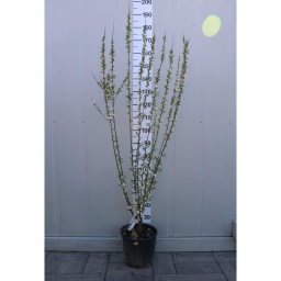 JAPÁN DÍSZMEGGY-PRUNUS SINENSIS ALBOPLENO