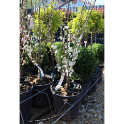JAPÁN DÍSZMEGGY-PRUNUS SINENSIS ALBOPLENO