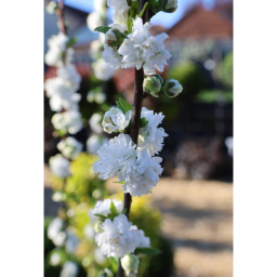 JAPÁN DÍSZMEGGY-PRUNUS SINENSIS ALBOPLENO