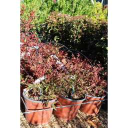 JAPÁN SZENTFA-NANDINA DOMESTICA OBSESSED(R) BUSH