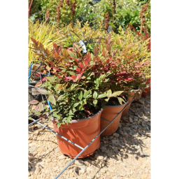 JAPÁN SZENTFA-NANDINA DOMESTICA OBSESSED(R) BUSH