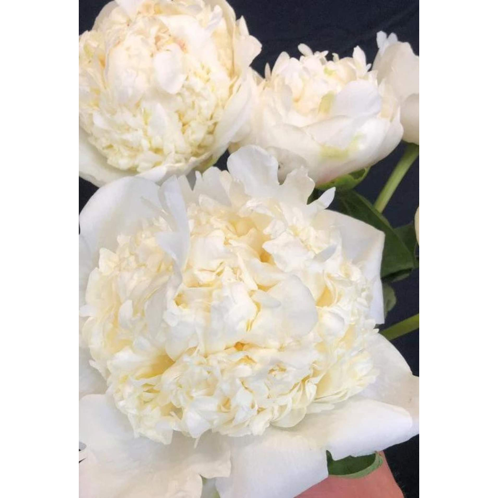 BAZSARÓZSA LÁGYSZÁRÚ BRIDAL SHOWER PAEONIA LACTIFLORA BRIDAL SHOWER 2.7 L