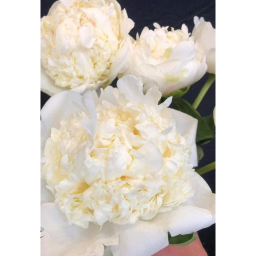 BAZSARÓZSA LÁGYSZÁRÚ BRIDAL SHOWER PAEONIA LACTIFLORA BRIDAL SHOWER 2.7 L