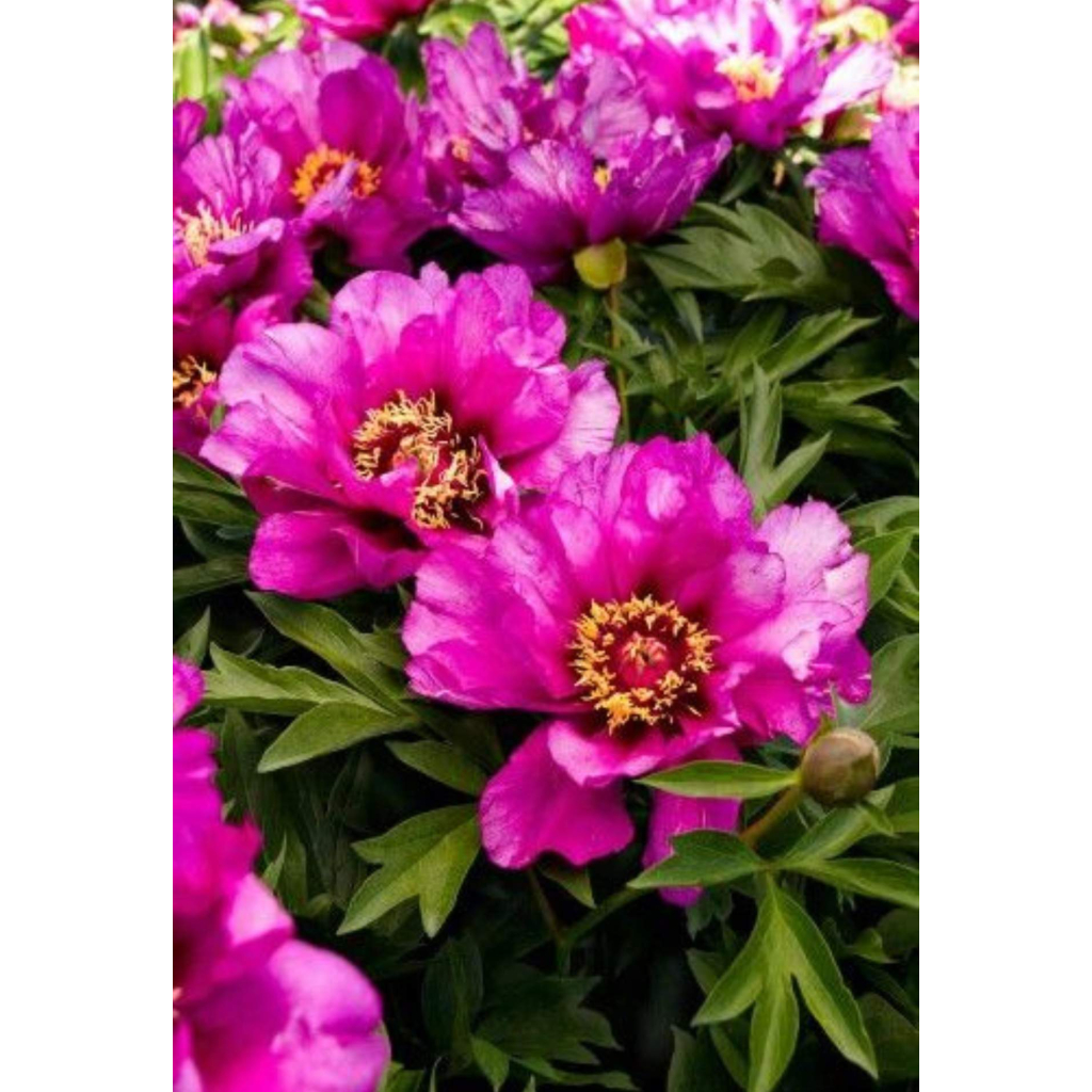 BAZSARÓZSA ITOH MORNING LILAC-PAEONIA ITOH MORNING LILAC 2.7 L