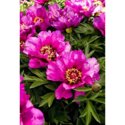BAZSARÓZSA ITOH MORNING LILAC-PAEONIA ITOH MORNING LILAC 2.7 L