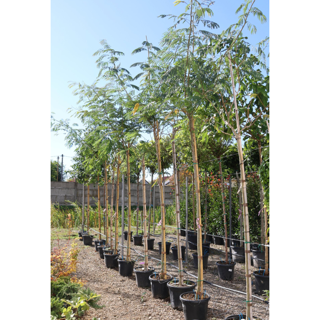 SELYEMAKÁC-ALBIZIA JULIBRISSIN OMBRELLA