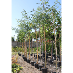 SELYEMAKÁC-ALBIZIA JULIBRISSIN OMBRELLA