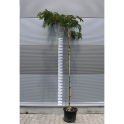 SELYEMAKÁC-ALBIZIA JULIBRISSIN OMBRELLA