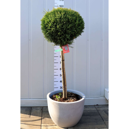 LEYLANDI CIPRUS GÖMB-CUPRESSOCYPARIS LEYL. CASTLEWELLAND GOLD