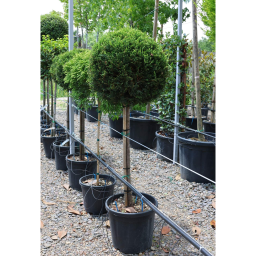 LEYLANDI CIPRUS GÖMB-CUPRESSOCYPARIS LEYL. CASTLEWELLAND GOLD