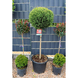 LEYLANDI CIPRUS GÖMB-CUPRESSOCYPARIS LEYL. CASTLEWELLAND GOLD