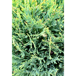 LEYLANDI CIPRUS GÖMB-CUPRESSOCYPARIS LEYL. CASTLEWELLAND GOLD