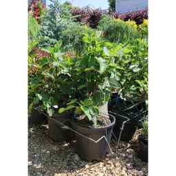 FÜGE- FICUS CARICA [FICO] BUSH