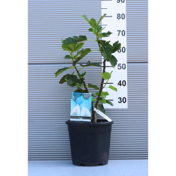 FÜGE- FICUS CARICA [FICO] BUSH