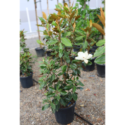 FEHÉR VIRÁGÚ ÖRÖKZÖLD MAGNÓLIA BOKOR 18L-MAGNOLIA GRANDIFLORA GALLISONIENSIS BUSH