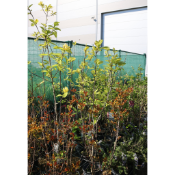 SÁRGA VIRÁGÚ LILIOMFA-MAGNOLIA YELLOW BIRD BUSH