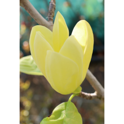 SÁRGA VIRÁGÚ LILIOMFA-MAGNOLIA YELLOW BIRD BUSH