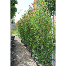 KORALLBERKENYE BOKOR 175/200 CM-PHOTINIA FRASERI RED ROBIN