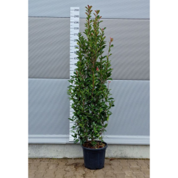 KORALLBERKENYE BOKOR 175/200 CM-PHOTINIA FRASERI RED ROBIN
