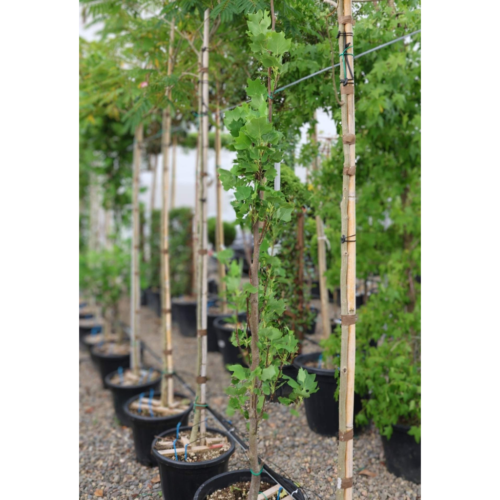 OSZLOPOS TULIPÁNFA-LIRIODENDRON TULIPIFERA FASTIGIATA BUSH