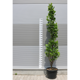 OSZLOPOS TULIPÁNFA-LIRIODENDRON TULIPIFERA FASTIGIATA BUSH