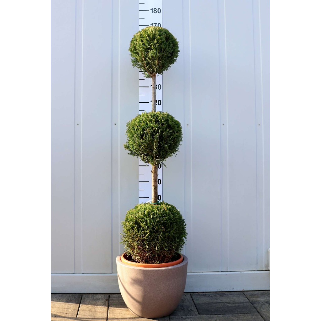 LEYLANDI CIPRUS 3 GÖMB-CUPRESSOPARIS LEYL. CASTLEWELLAND GOLD