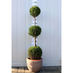 LEYLANDI CIPRUS 3 GÖMB-CUPRESSOPARIS LEYL. CASTLEWELLAND GOLD