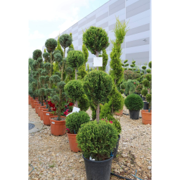 LEYLANDI CIPRUS 3 GÖMB-CUPRESSOPARIS LEYL. CASTLEWELLAND GOLD
