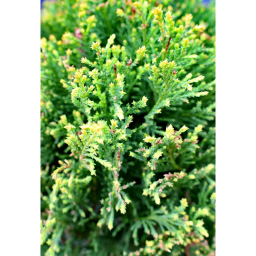 LEYLANDI CIPRUS 3 GÖMB-CUPRESSOPARIS LEYL. CASTLEWELLAND GOLD