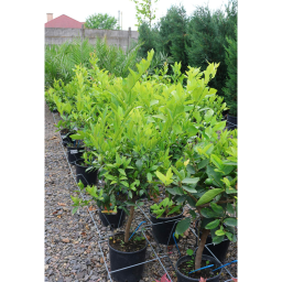 CITROMFA - CITRUS X LIMON 1/4 STANDARD