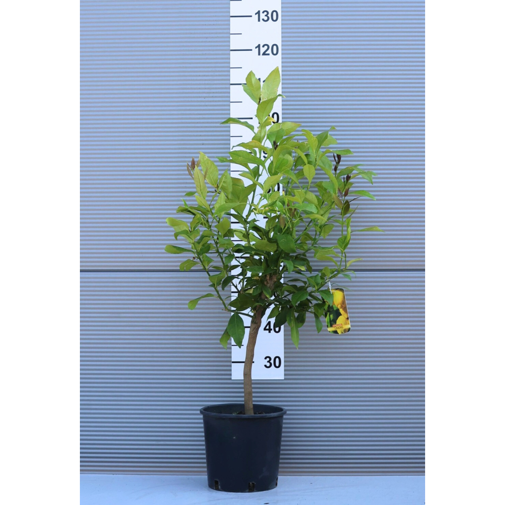 CITROMFA - CITRUS X LIMON 1/4 STANDARD