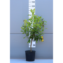 CITROMFA - CITRUS X LIMON 1/4 STANDARD