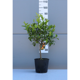 MANDARINFA-CITRUS RETICULATA MANDARINO 1/4 STANDARD