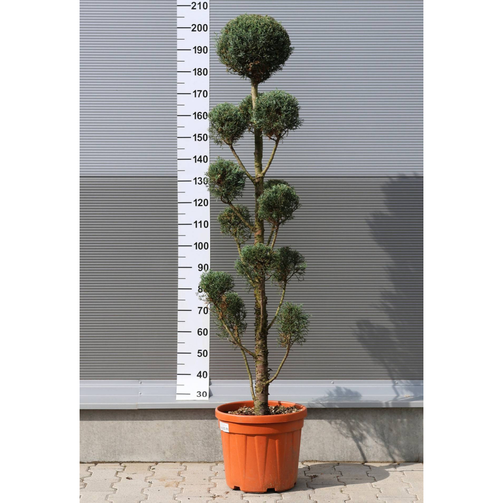 ARIZÓNAI CIPRUS PON PON-CUPRESSUS ARIZONICA FASTIGIATA PONPON CLT 25