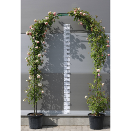 RÓZSA BOLTÍV- ROSA IN VARIETA ARCH
